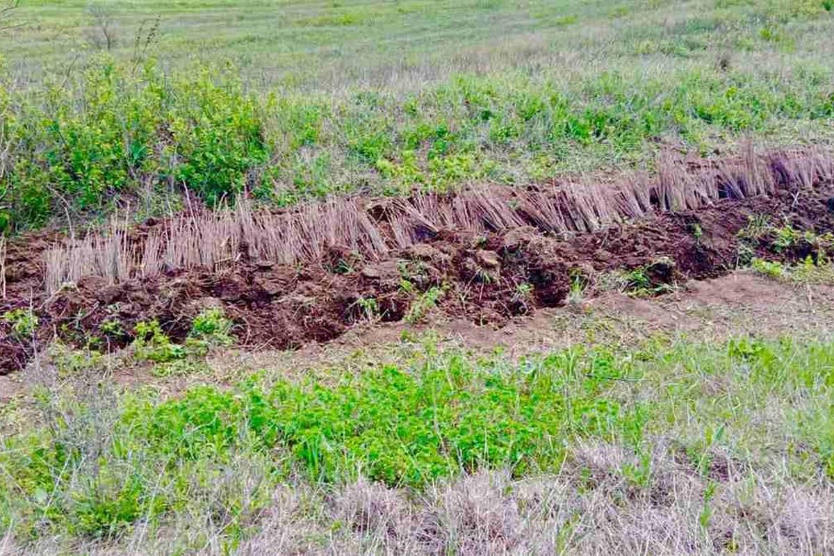 В Ингушетии завершили важный этап восстановления лесного фонда
