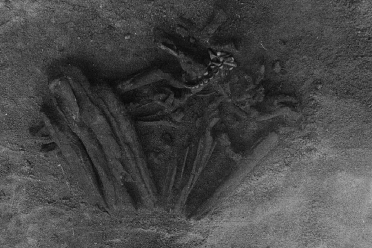 В США преступления раскрывают с помощью данных, полученных с «фермы трупов»