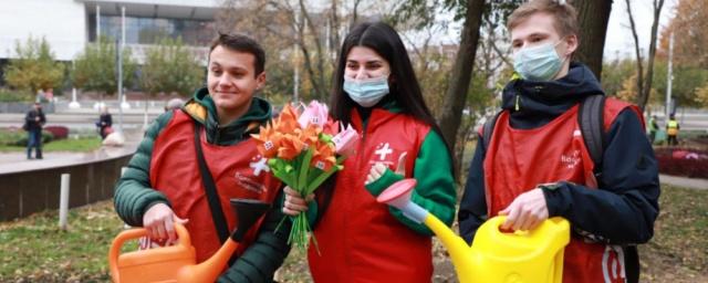 Логвиненко: Осенью в Ростове высадят более ста тысяч тюльпанов