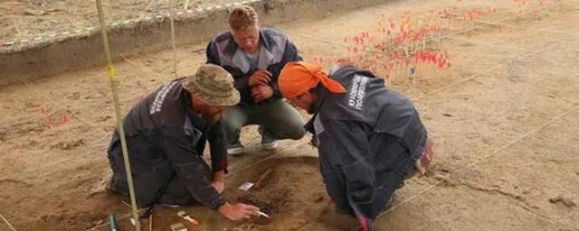 В Красноярске на раскопках нашли метровый бивень мамонта