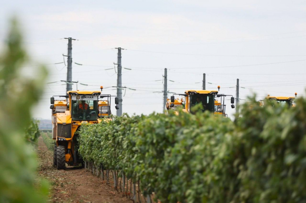 Юрий Бурлачко: В Госдуму внесен проект закона, дающий право виноградарям и виноделам развивать сельский туризм путем возведения на своих угодьях туристских объектов