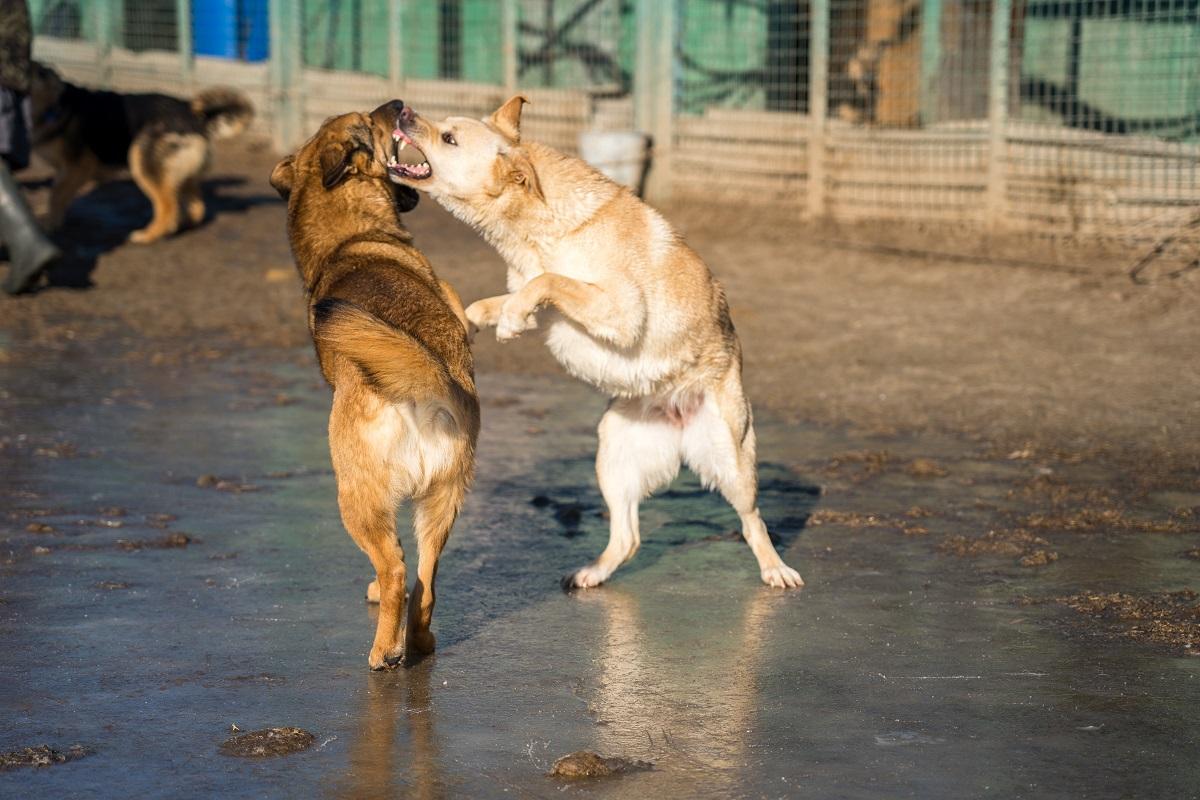 Зоозащитникам в Оренбурге вернули иск против закона об эвтаназии бродячих собак