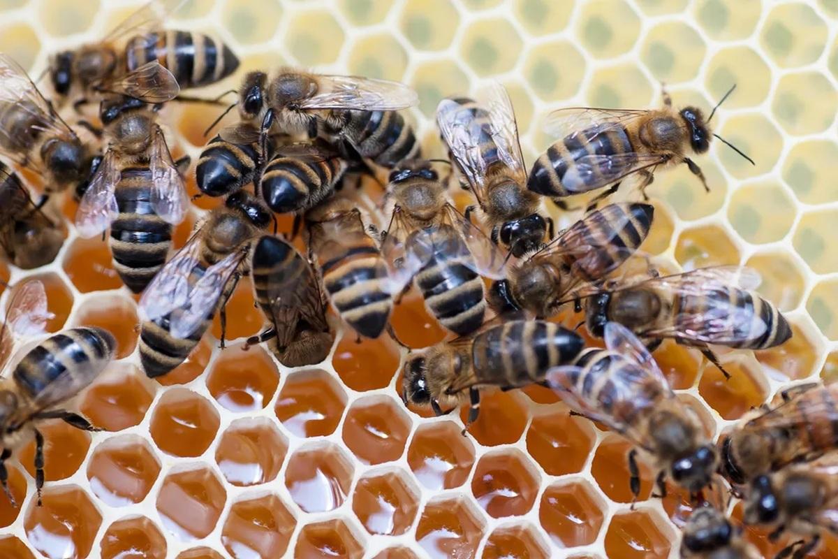 Тысячи пчел атаковали магазин меда в канадском городке Терраса