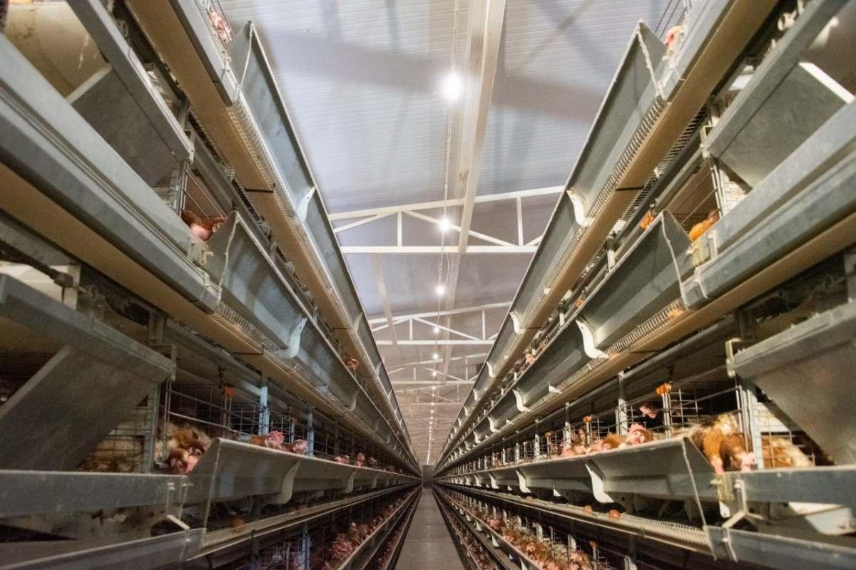 Астраханская птицефабрика «Владимирская» инвестирует в расширение производства 3,5 млрд рублей
