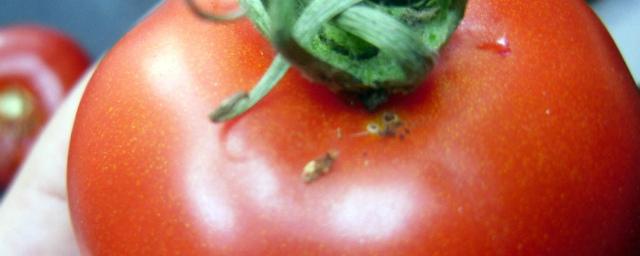 На территорию Дагестана пытались везти 15,5 тонны зараженных томатов