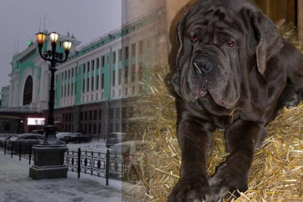В Новосибирске ищут хозяина для пса породы мастиф, брошенного на вокзале