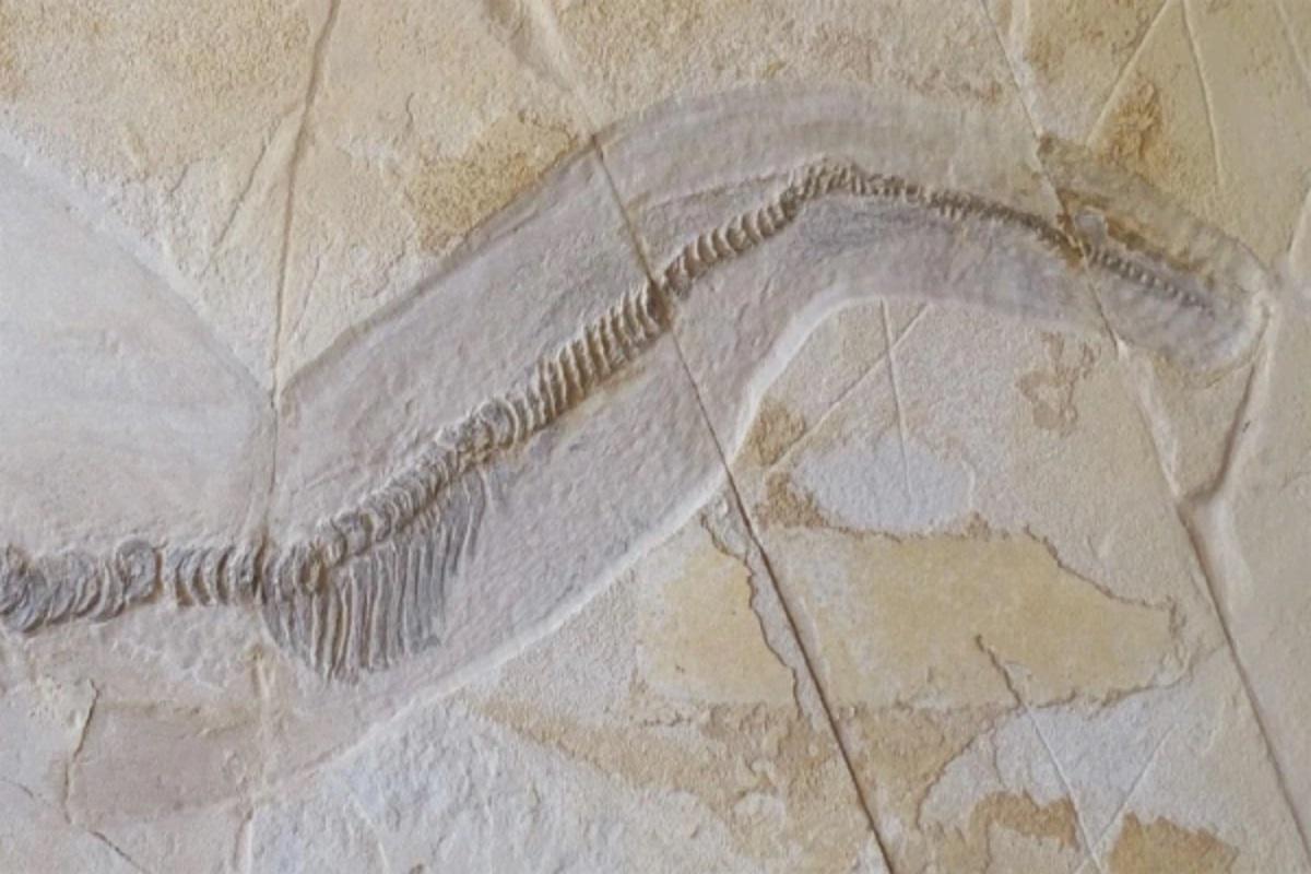 В США в пещерах обнаружили редчайшие окаменелости древних акул