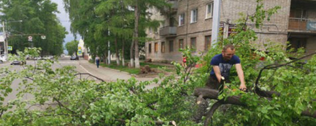 В Томске из-за температурных колебаний падают деревья