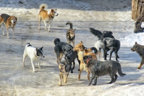Жительница Ноябрьска получила ответ от властей после жалобы на бродячих собак