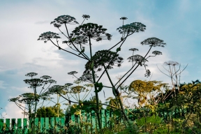 В Великом Новгороде, как эффективнее всего бороться с зарослями борщевика
