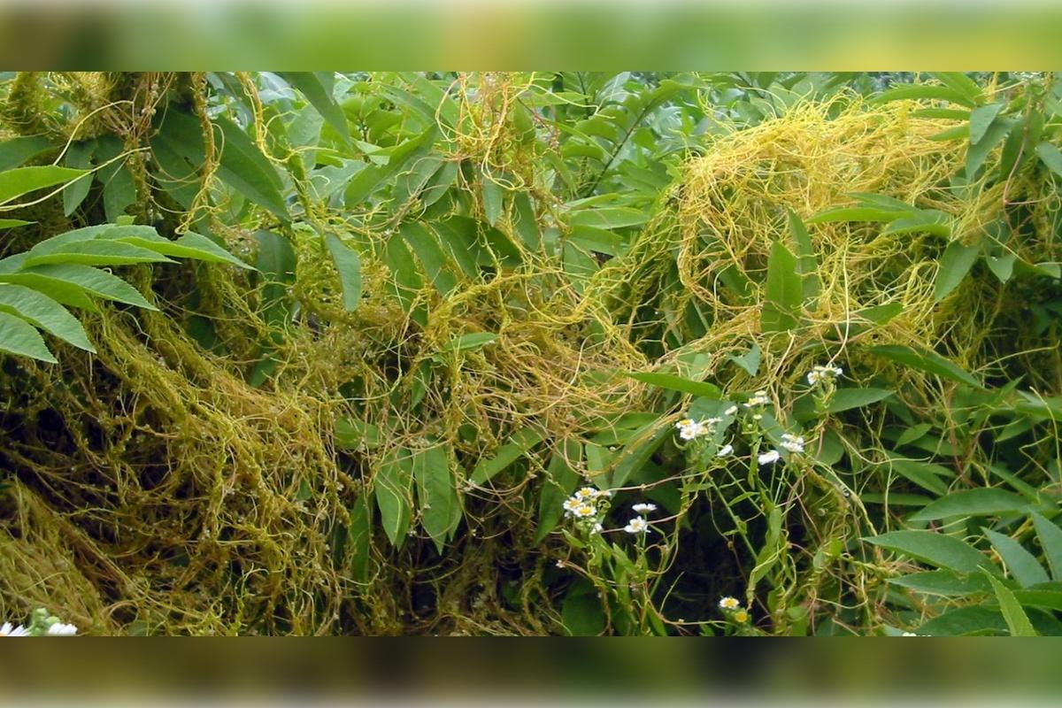 В Алтайском крае нашли опасное растение-паразит