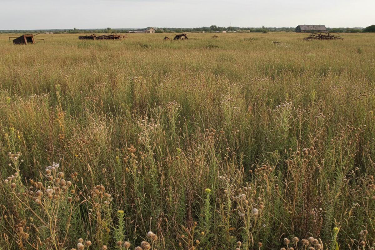Почти 2,5 тыс. гектаров сельхозугодий в Ульяновской области оказались заброшены