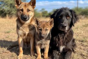 «Ничего не даст»: зоозащитник разнесла идею десятикратных штрафов за выброшенных животных