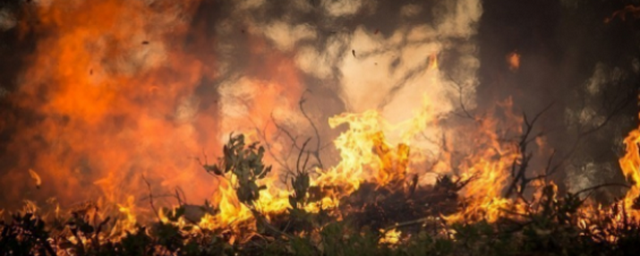 На Чукотке почти в шесть раз выросла площадь лесных пожаров
