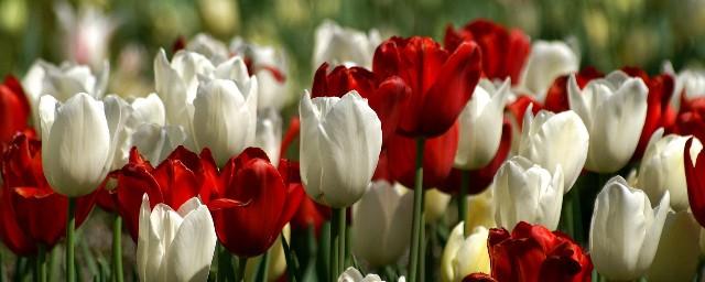 В Петербурге 14 и 15 мая пройдет Фестиваль тюльпанов