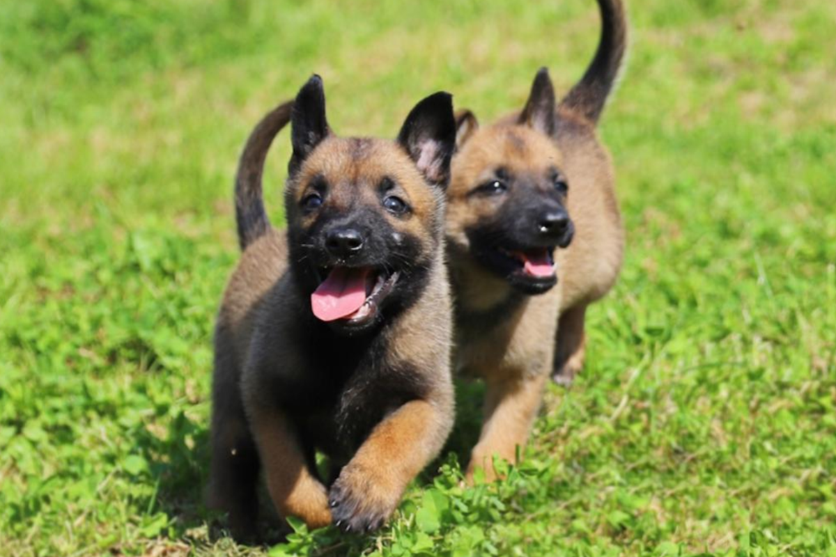 В Мордовии в питомнике УФСИН появились на свет 14 щенков малинуа