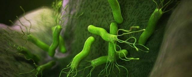 Хеликобактериоз и рак: в чем опасность бактерии Helicobacter Pylori