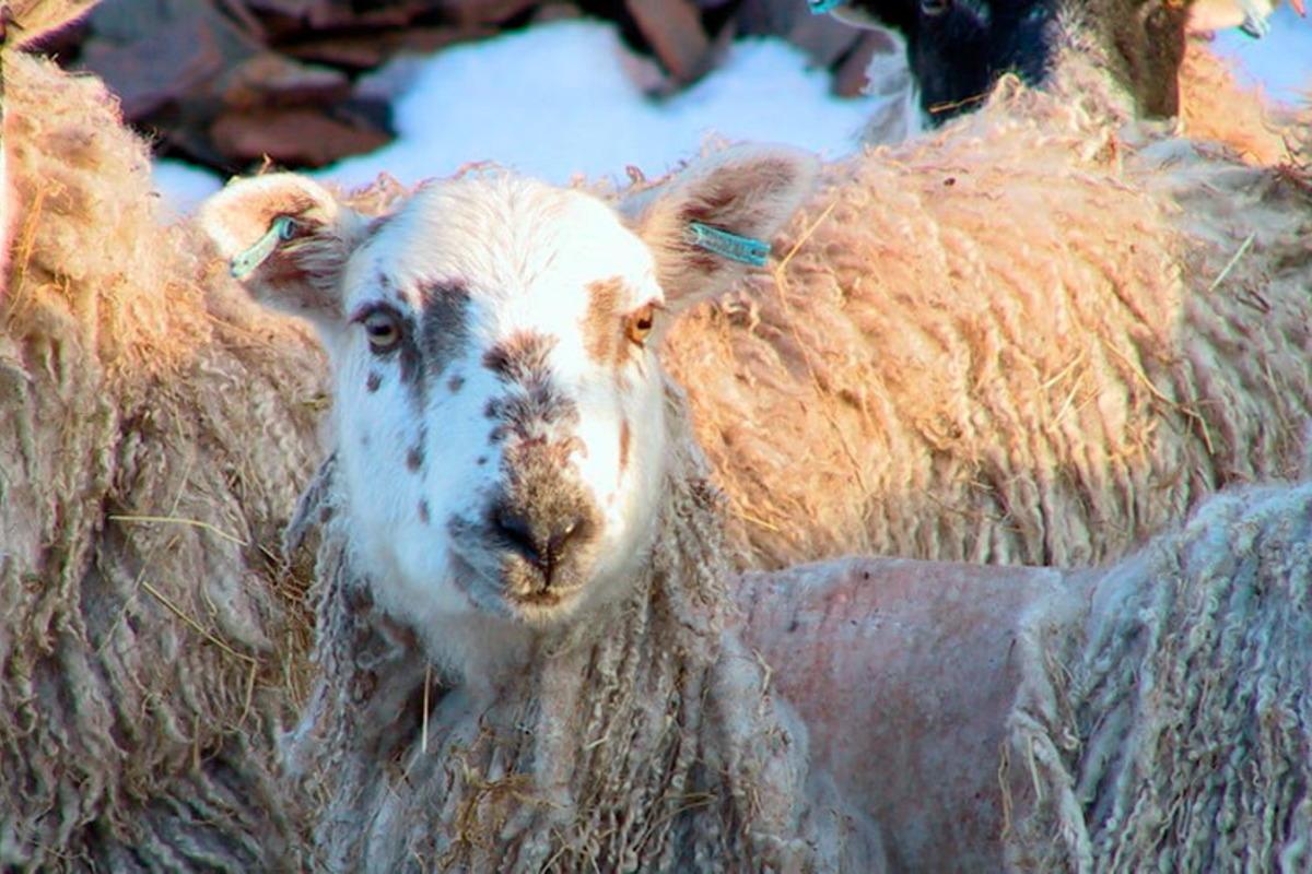 В отдельных районах Орловской области ввели карантин для сдерживания оспы овец