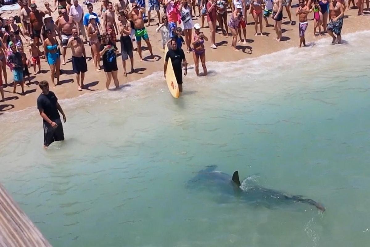 «Она тянула в море, как собака». Россиянин едва выжил после нападения акулы-людоеда