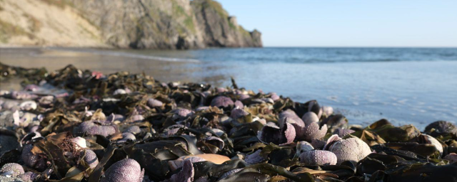 По ситуации на Камчатке возбудили уголовные дела