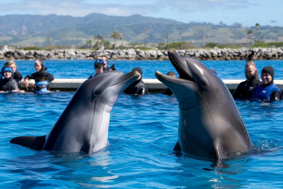 Пентагон ежегодно тратит миллионы долларов на дрессировку дельфинов