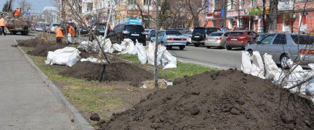 В Барнауле на проспекте Ленина начали высаживать новые березы