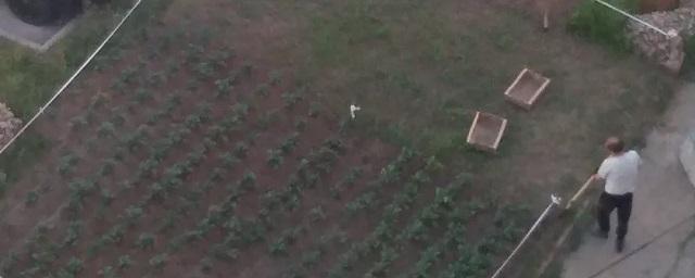 На газоне у многоквартирного дома чебоксарец разбил огород с редисом и картофелем