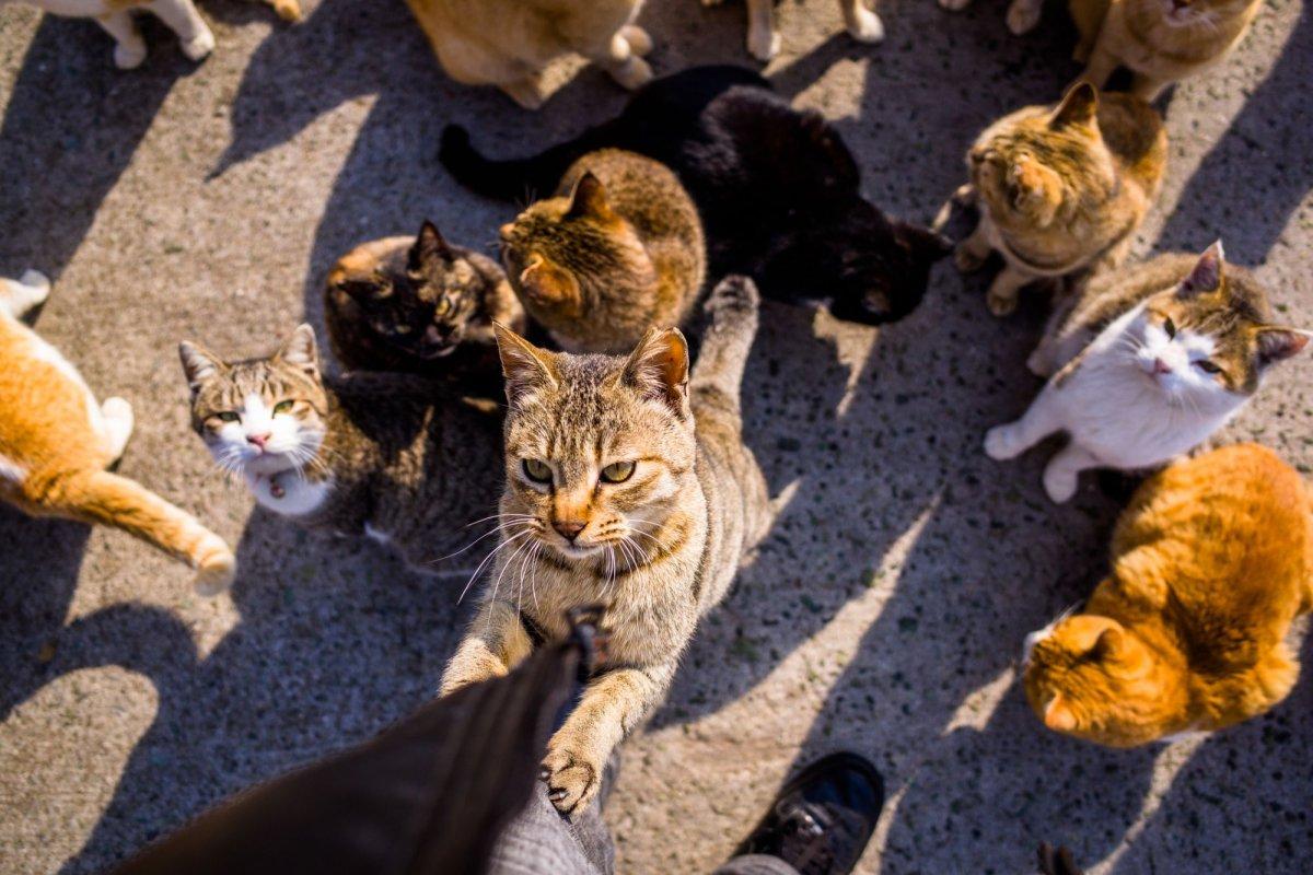 В Пушкино живодер отлавливает кошек и расстреливает их