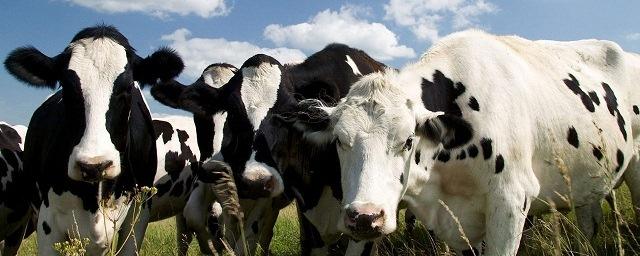 Власти Сахалина планируют закупить у США около двух тысяч молочных коров