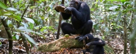 Ученые выяснили, что для колки разных видов орехов шимпанзе используют  различные орудия