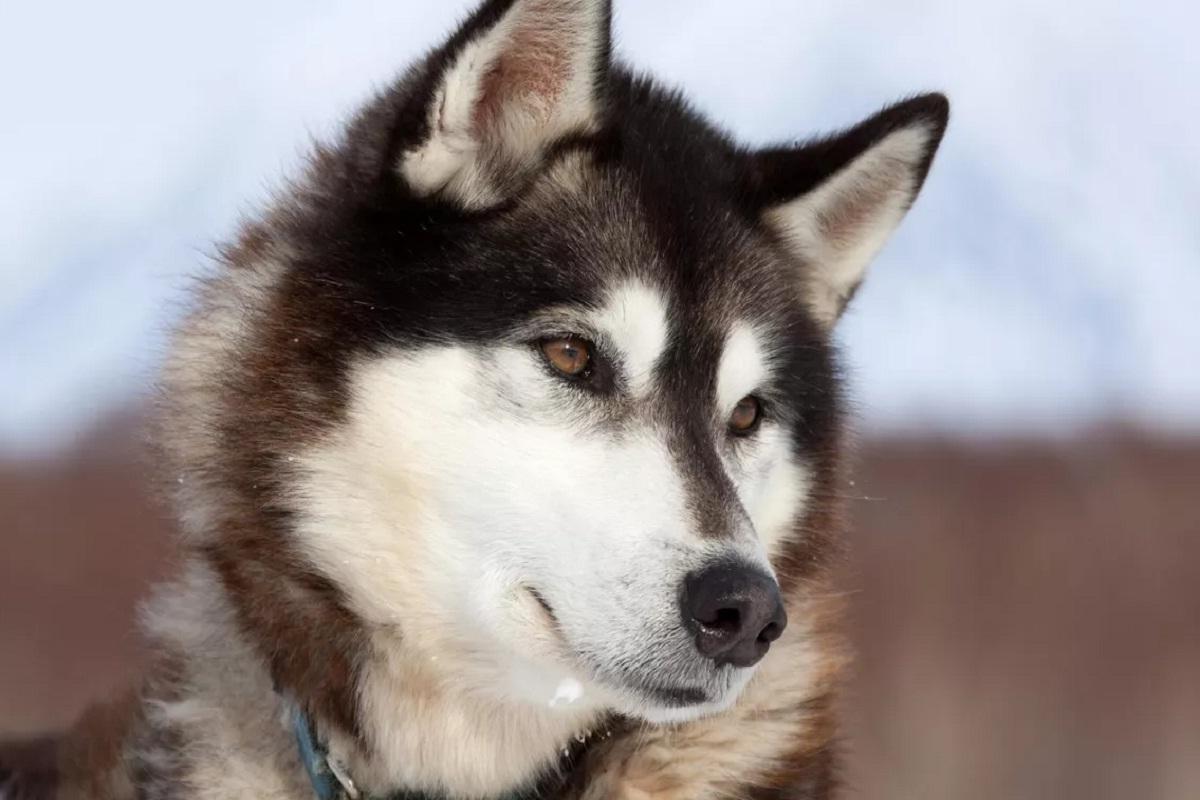 В Новосибирской области предлагают усыплять агрессивных собак