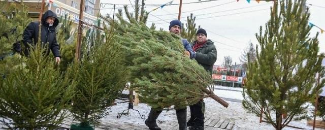 Раменчанам напомнили правила перевозки новогодних елей в общественном транспорте