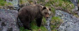 В Красноярском крае туристы увидели медведя в парке «Ергаки»