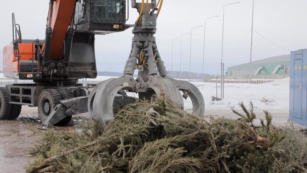 Красногорск вошел в число лидеров Подмосковья по сбору новогодних елок