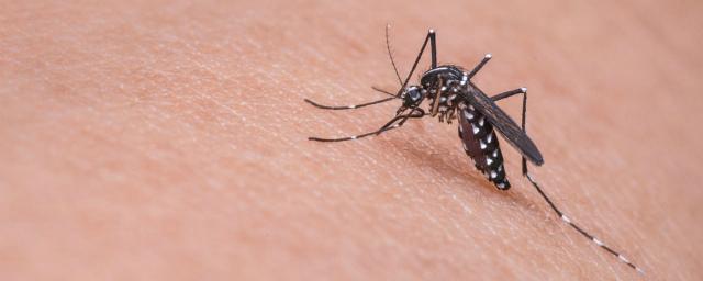 В Роспотребнадзоре предупреждают об опасных комарах во Франции