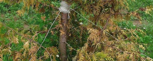 Во владимирском сквере засохло несколько туй