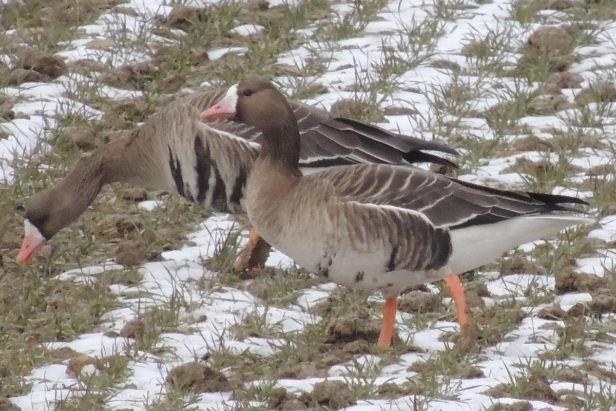 Финские аграрии столкнулись с нашествием белолобых гусей, уничтоживших часть урожая