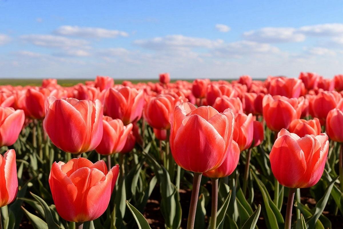 Цветущие степи Калмыкии – новая точка притяжения для туристов