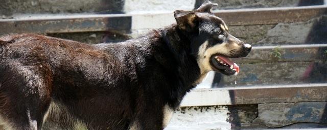 В Новгородском районе собака напала на 11-летнего ребенка