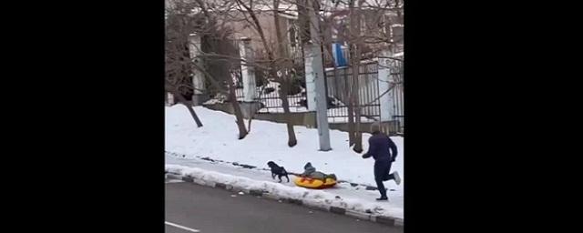 В Сочи собака с привязанной ватрушкой и ребенком на ней убежала от хозяина — Видео