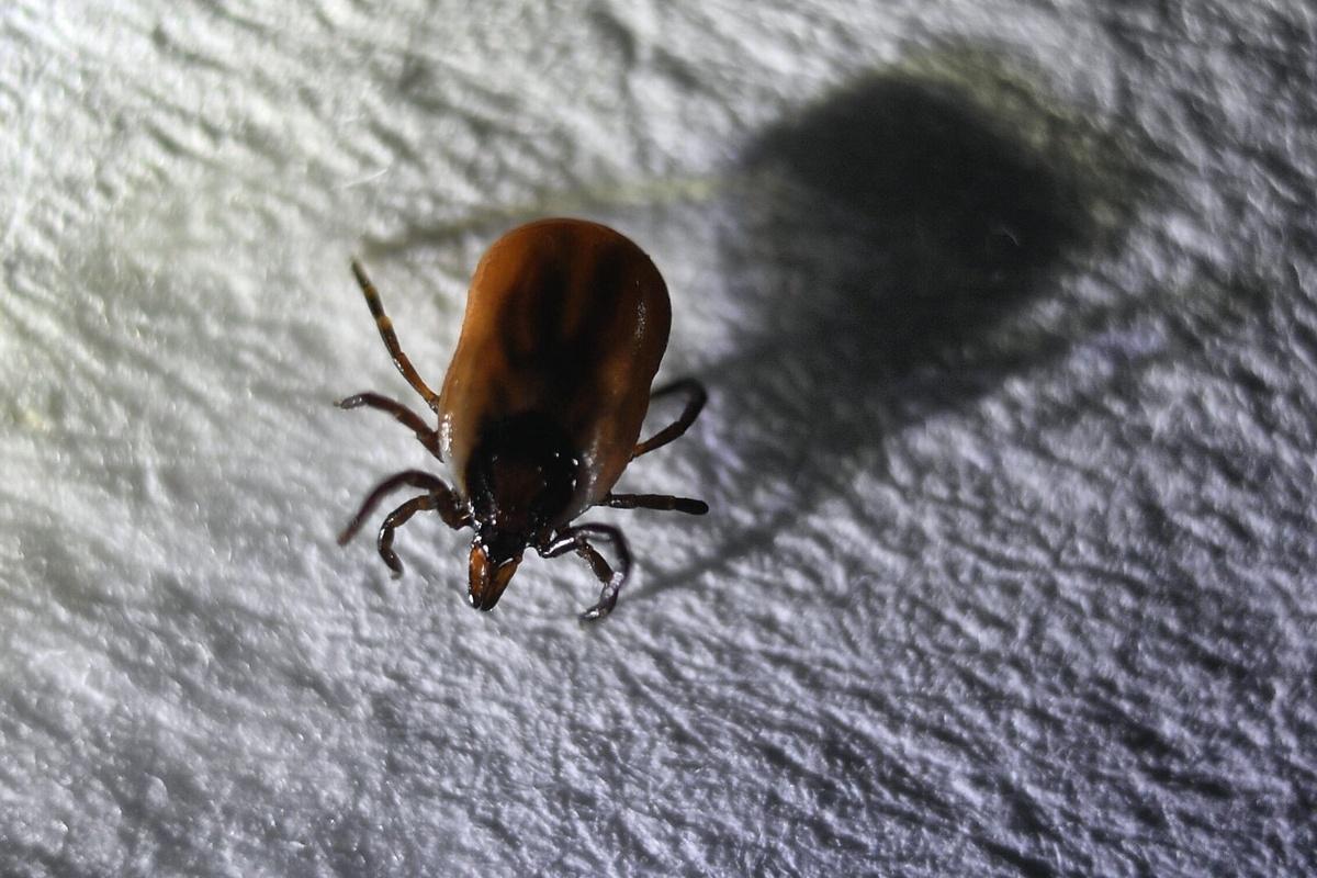 Стало известно, сколько человек покусали клещи в Орловской области с начала года