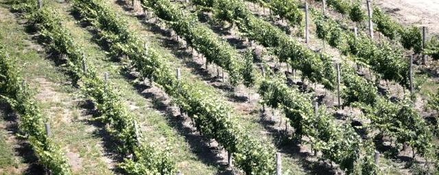 В Краснодарском крае весной заложат примерно 1 тыс. га виноградников