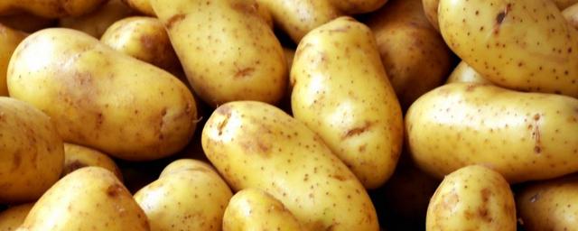 60 тысяч тонн картофеля собрали аграрии Приморского края