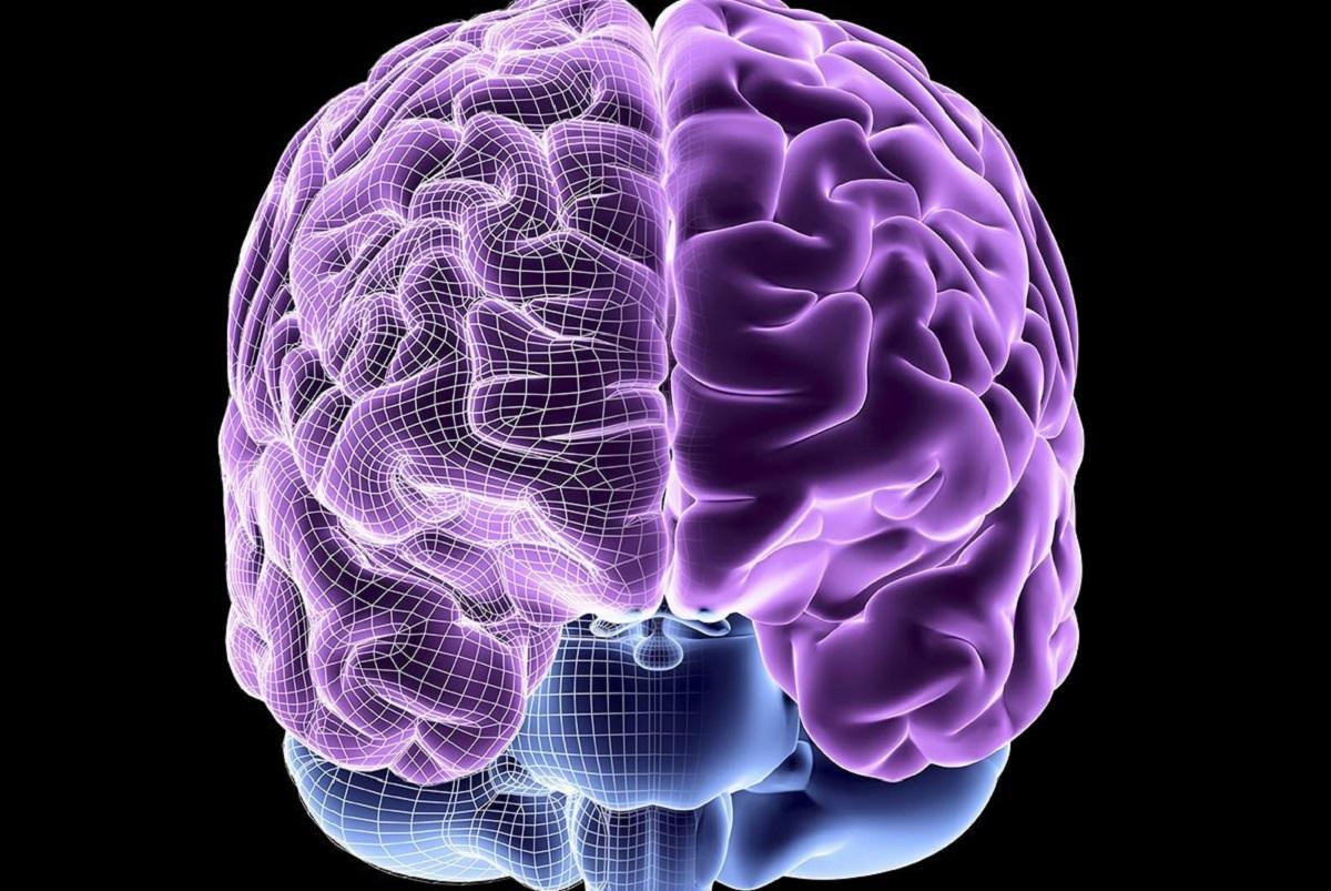 Стал известен район мозга, связанный с альтруизмом, его повреждение приводит к асоциальности