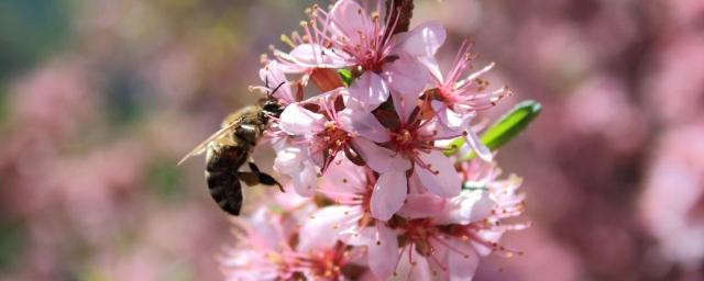 Цветы выделяют больше аромата в ответ на электрическое прикосновение пчелы