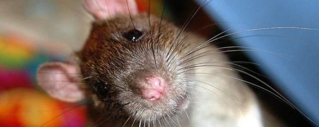 Новосибирцы жалуются на крыс