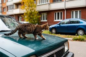 В Петербурге мужчина пытался из пневматики застрелить кошек, ходивших по его машине