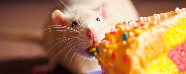 Микробы кишечника повлияли на переедание сладкого у мышей