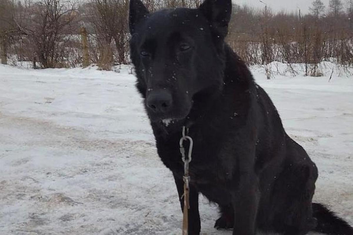 Две немецкие овчарки - Лютая и Екка - ушли на пенсию после 10 лет службы в Курской таможне