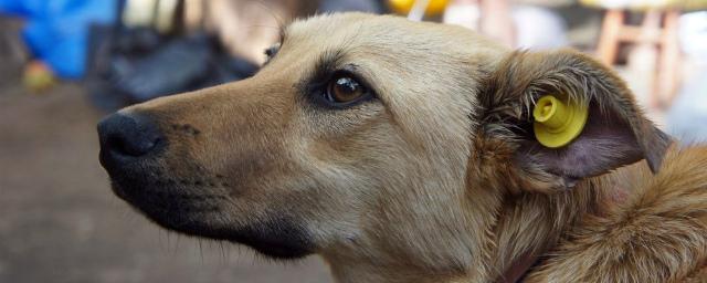 До конца года на улицы Новосибирска вернутся порядка тысячи бездомных собак